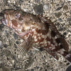 太刀魚、カサゴが釣れました